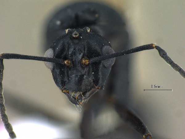 Polyrhachis lacteipensis male frontal
