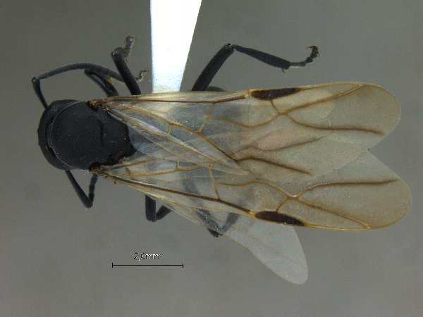 Polyrhachis lacteipensis queen dorsal