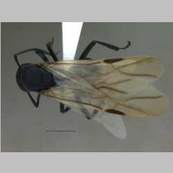 Polyrhachis lacteipensis queen Smith, F., 1858 dorsal