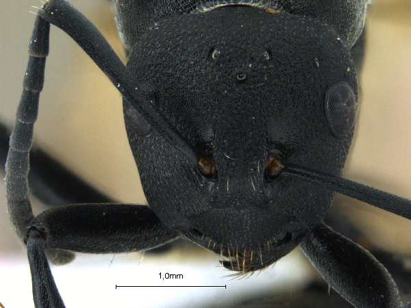 Polyrhachis lacteipensis queen frontal