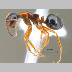 Camponotus kopetdaghensis Dlussky & Zabelin, 1985 lateral