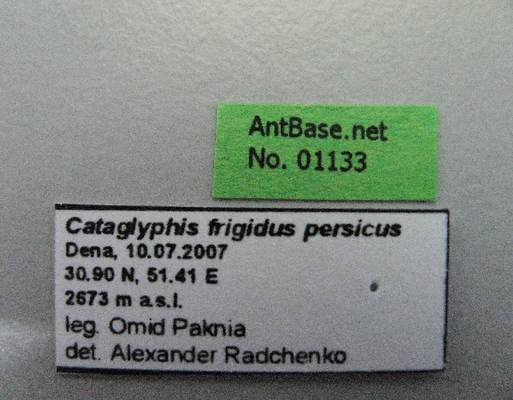 Cataglyphis frigidus persicus label