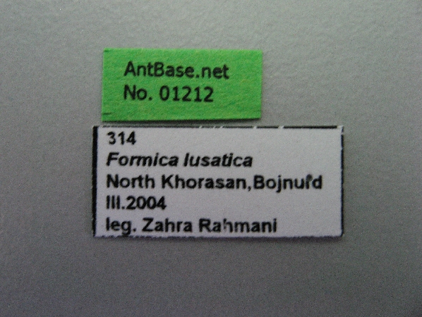 Formica lusatica label