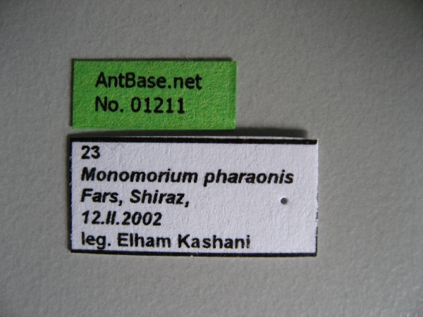 Monomorium pharaonis label