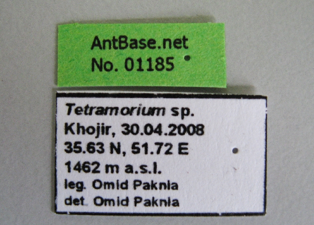 Tetramorium sp label