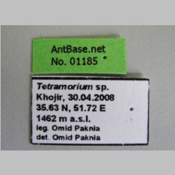 Tetramorium sp Mayr, 1855 label