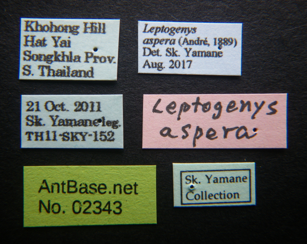 Leptogenys aspera label