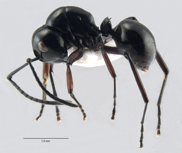Polyrhachis lepida  lateral