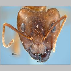 Camponotus maculatus pallidus Fabricius, 1781 frontal