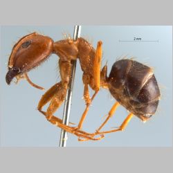 Camponotus maculatus pallidus Fabricius, 1781 lateral
