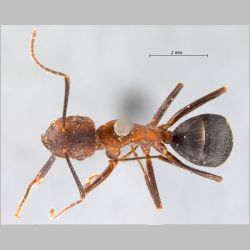 Camponotus misturus Smith, 1857 dorsal