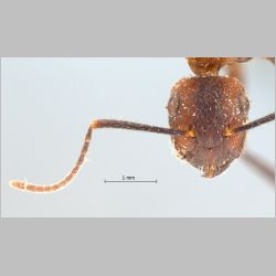 Camponotus misturus Smith, 1857 frontal