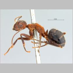 Camponotus misturus Smith, 1857 lateral