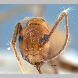 Camponotus nicobarensis Mayr, 1865 frontal