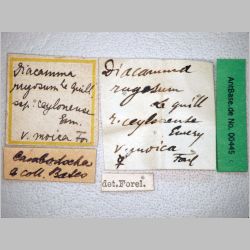 Diacamma rugosum ceylonense Le Guillou, 1842 label
