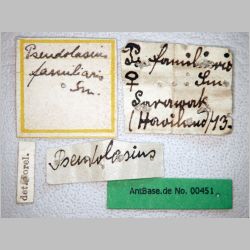 Pseudolasius familiaris Smith, 1860 label