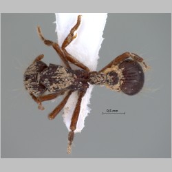 Dacetinops cirrosus Taylor, 1985 dorsal