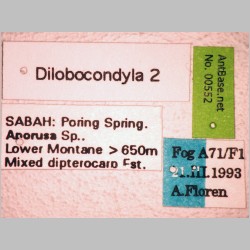 Dilobocondyla 2 Santschi, 1910 label