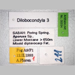 Dilobocondyla 3 Santschi, 1910 label