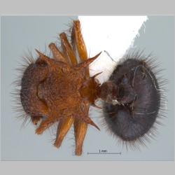 Meranoplus mucronatus Smith, 1857 dorsal