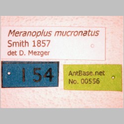Meranoplus mucronatus Smith, 1857 label