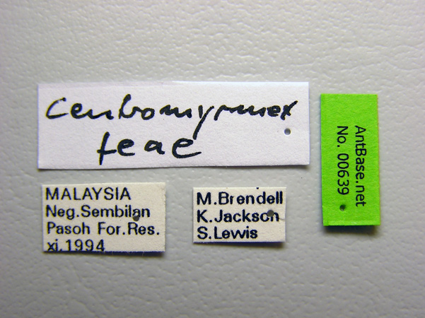 Centromyrmex feae label