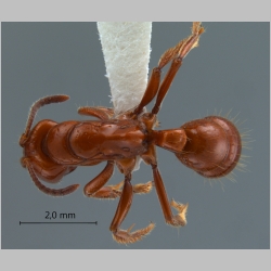 Centromyrmex hamulatus Karavaiev, 1925 dorsal