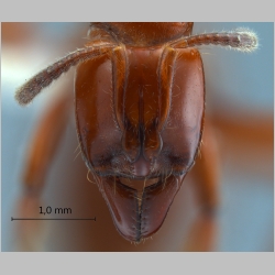 Centromyrmex hamulatus Karavaiev, 1925 frontal