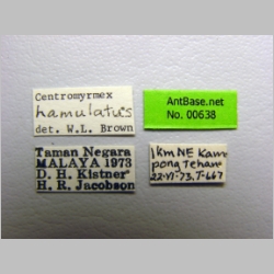 Centromyrmex hamulatus Karavaiev, 1925 label