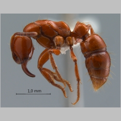 Centromyrmex hamulatus Karavaiev, 1925 lateral