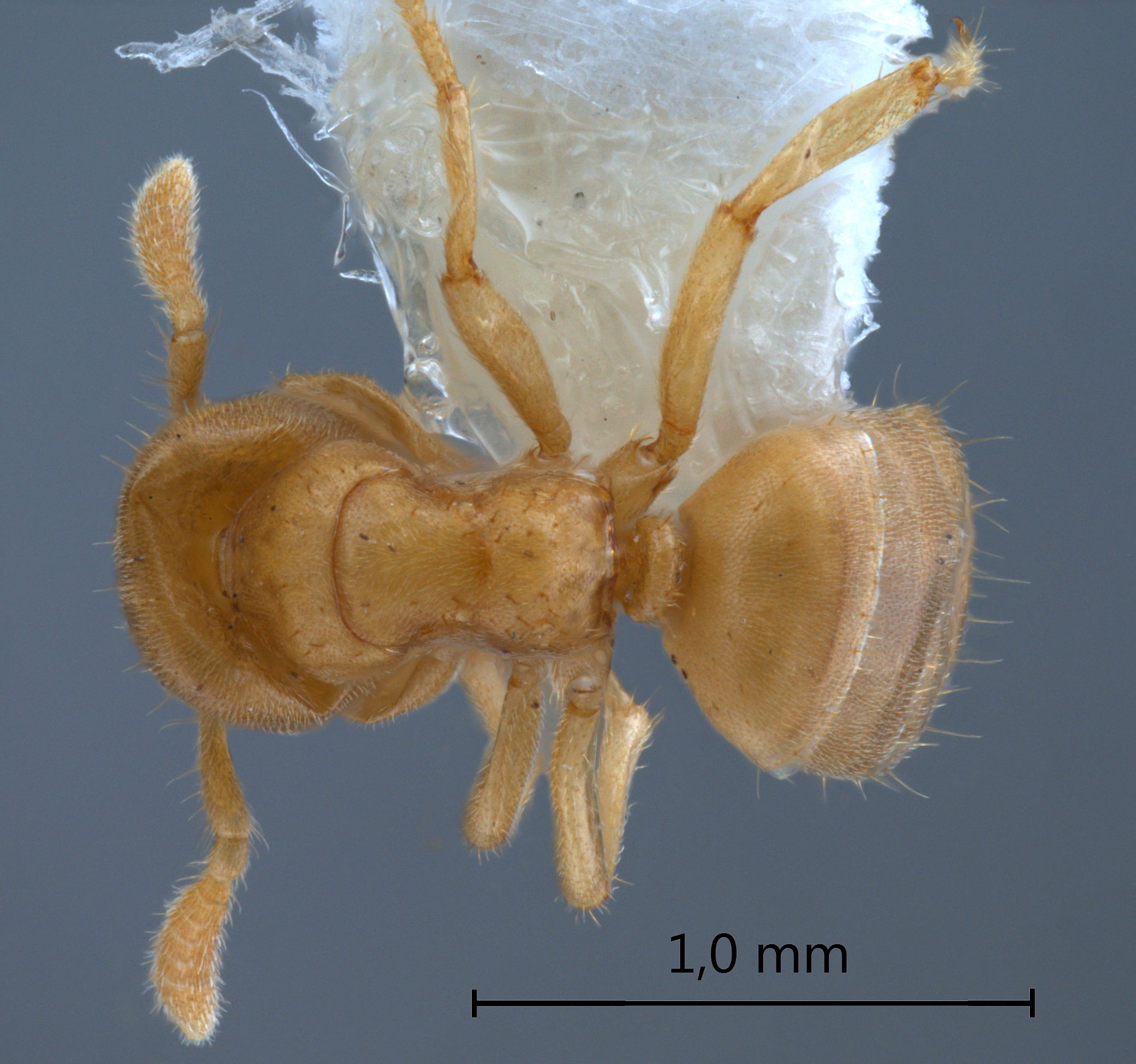 cladomyrma maschwitzi dorsal