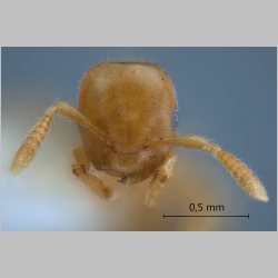 Cladomyrma maschwitzi Agosti, 1999 frontal