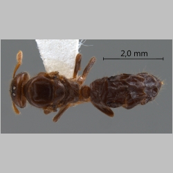 Cladomyrma maschwitzi gyne Agosti, 1999 dorsal