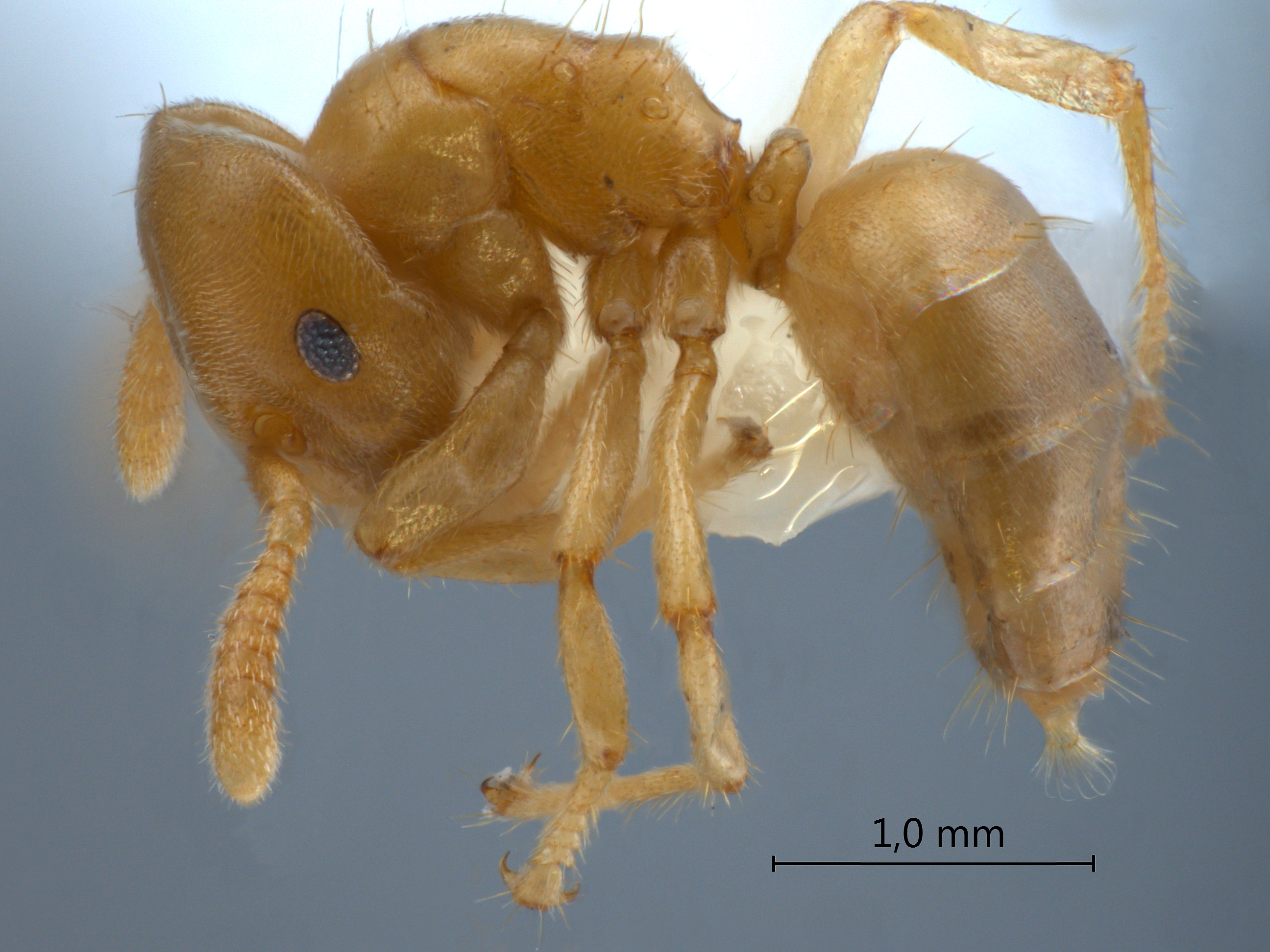 Cladomyrma maschwitzi lateral