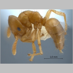 Cladomyrma maschwitzi Agosti, 1999 lateral