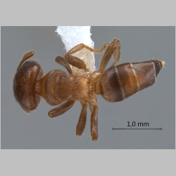 Cladomyrma nudidorsalis Agosti, Moog & Maschwitz, 1999 dorsal