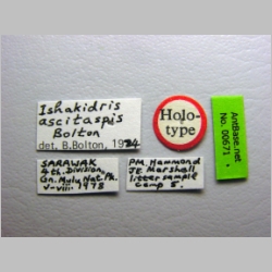 Ishakidris ascitaspis Bolton, 1984 label
