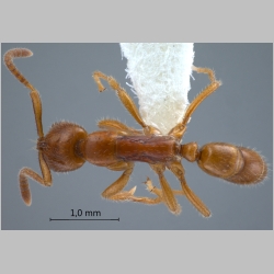 Leptogenys myops Emery, 1887 dorsal