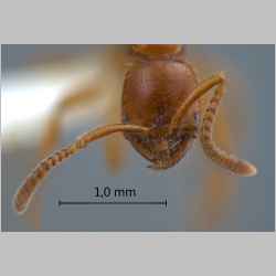 Leptogenys myops Emery, 1887 frontal