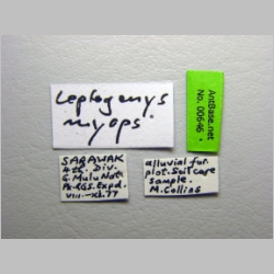 Leptogenys myops Emery, 1887 label