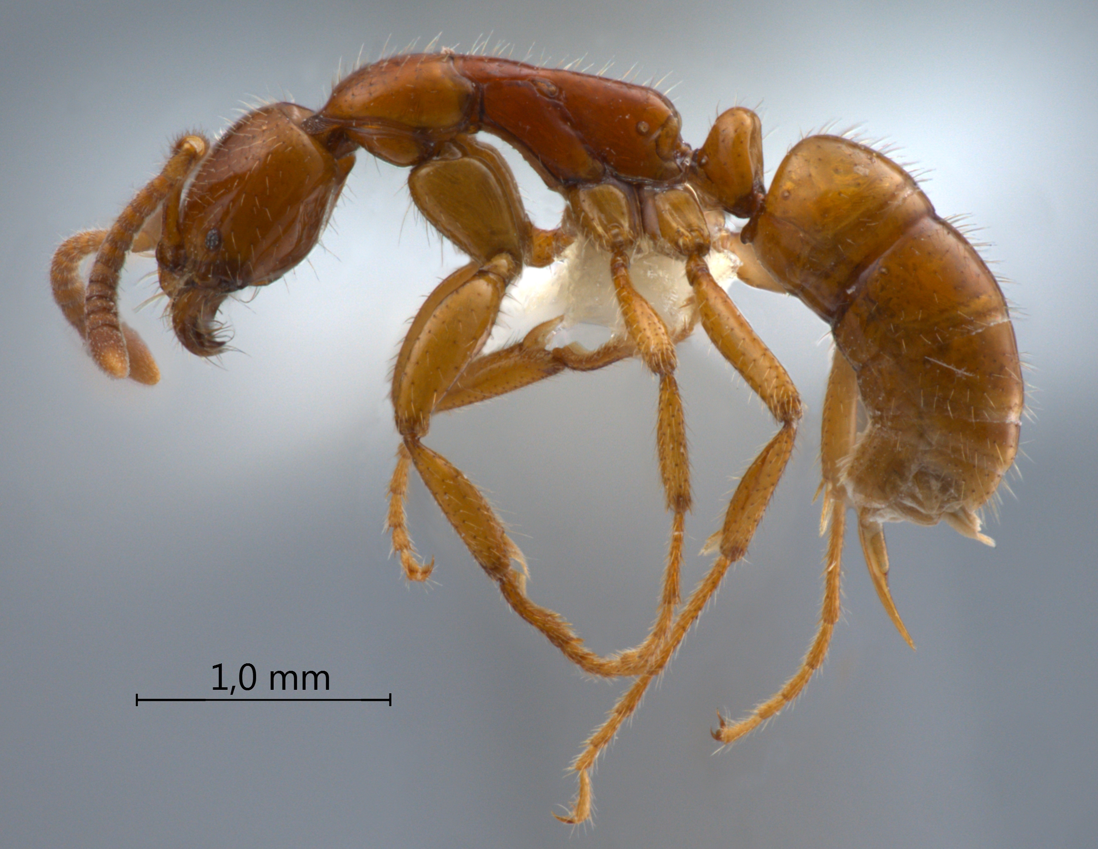 Leptogenys myops lateral