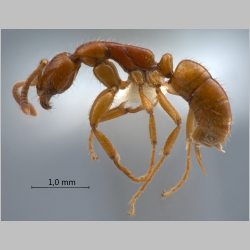 Leptogenys myops Emery, 1887 lateral