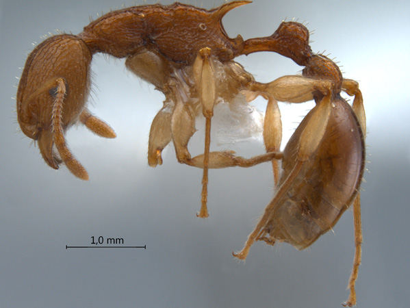Paratopula ankistra lateral