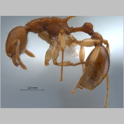 Paratopula ankistra Bolton, 1988 lateral
