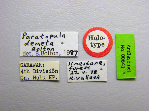 Paratopula demeta label