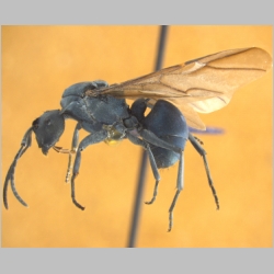 Polyrhachis sp hikdop gyne  lateral
