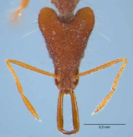 Strumigenys doriae frontal