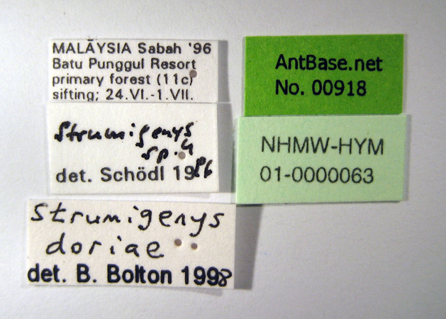 Strumigenys doriae label