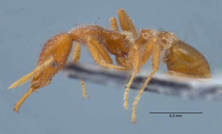 Strumigenys godeffroyi worker lateral