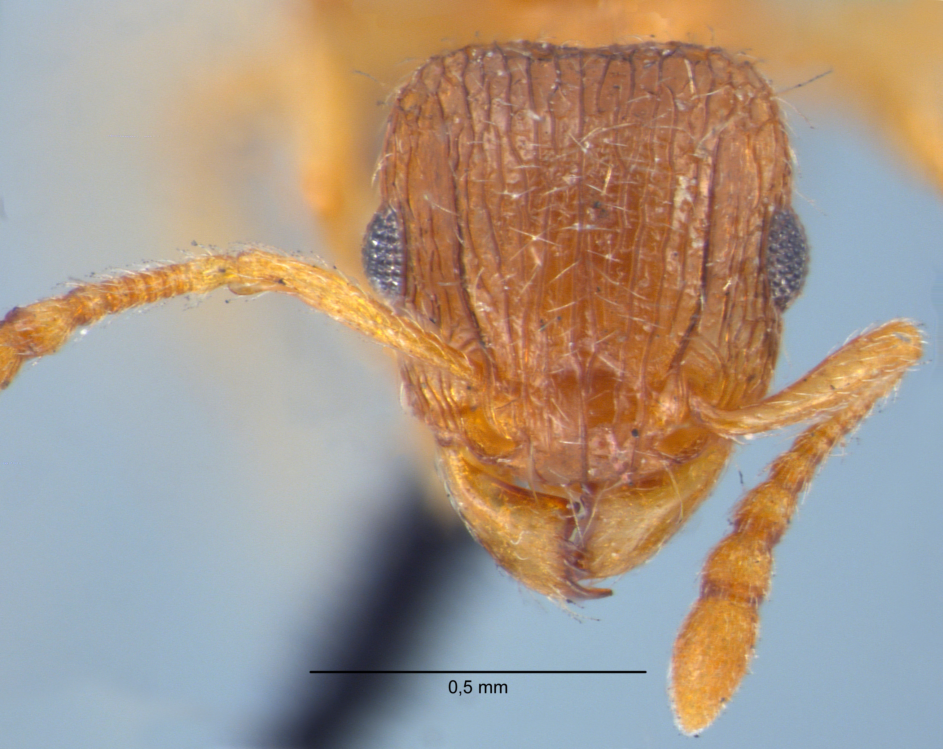 Tetramorium smithi frontal